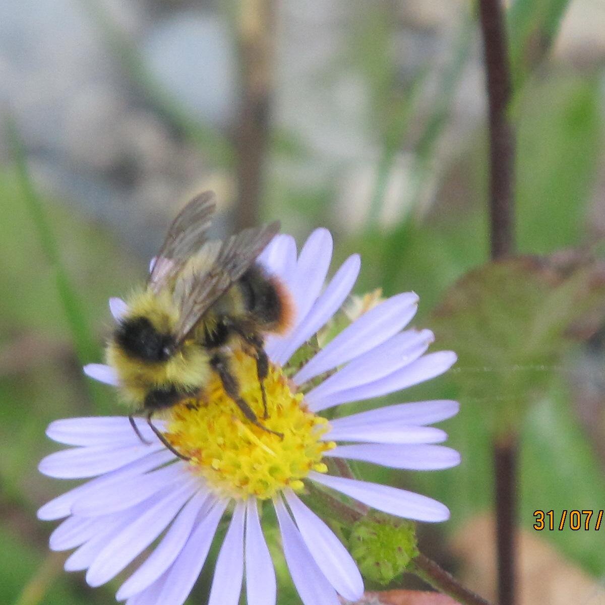 Adlane95's profile picture. 