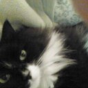 Eileen Allen - @meamp - Twitter