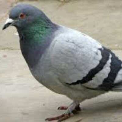My hobby is flying around looking for people to shit on, call me a bastard but I love it #hatersgonnahate
