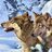 wolves pls