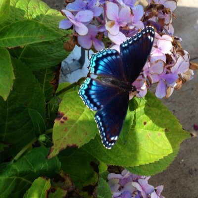 maybe_mel's profile picture. 