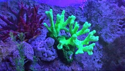 hercuir's profile picture. 