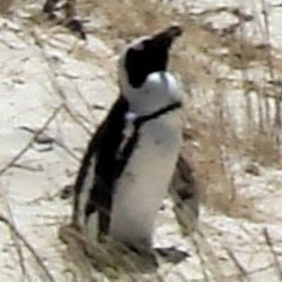 Linux Beginning Profile