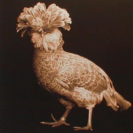 fancychickens's profile picture. Lover of adventure, obscurity, and design that makes me look twice.