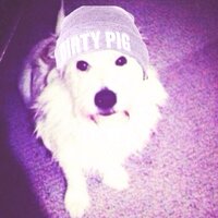 Lala The Polar Bear (@lala_brooks1) 's Twitter Profile
