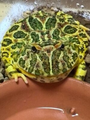 初めてのレオパ飼育中。毎日可愛い♡レオパ飼育者様を無言フォローしまくっております。生き物全般ヨガとかも好きです。森博嗣の新刊も何とか追い付いてますヽ(・∀・)ノ中国歴史ドラマはまり中。ヨーガ療法士。

歯列矯正インビザライン垢→@Yangzi_no_ha