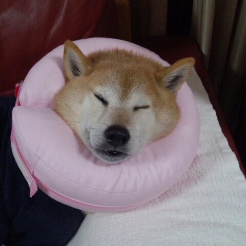 生きている葦