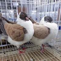 خالد الغامدي  (@aty12362) 's Twitter Profile