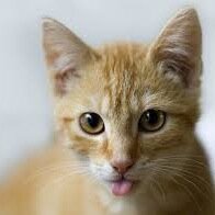 mibbsthecat99's profile picture. 