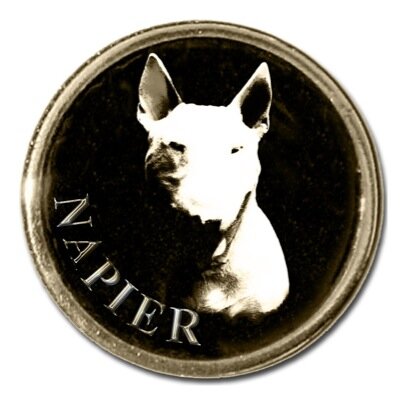 Bull Terrier owner, show, breeder & bull terrier pin collector but first our Bull terriers are FAMILY.