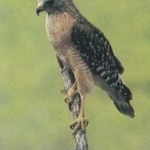 cduane07's profile picture. I like to be virtually connected. It's great to be virtually attached with people.