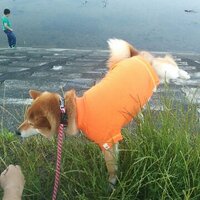 みこたま (@tyannmityannmi) Twitter profile photo