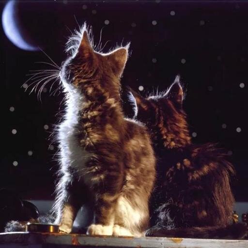 Il_Romantique's profile picture. .. Une de Choses qui fait le plus mal est d'être bléssé par quelqu'un en qui tu donnais toute ta confiance .. En trois mots.. La Vie Continue...♓ ♂ Homme.. Uomo