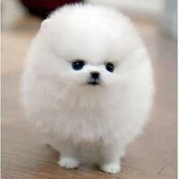 ころみ (@arrg000) 's Twitter Profile