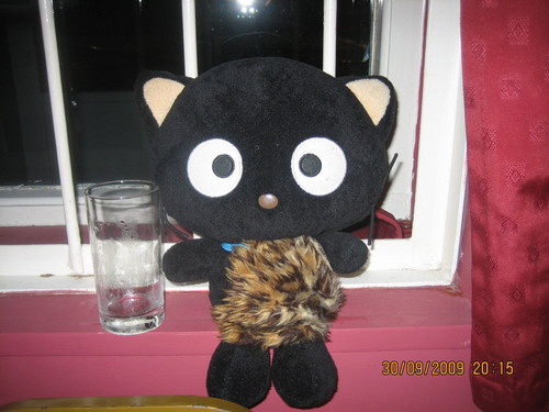 Independent Cat Charity based in Bolton Greater Manchester staffed and funded by volunteers