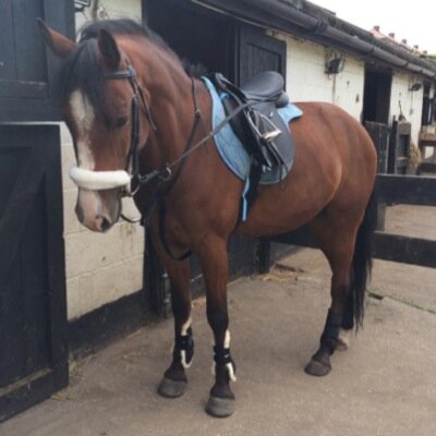 Instagram: @dreamers_life_24
Bello Soñador AKA Beautiful Dreamer 
13 years old 
England 
Showjumping