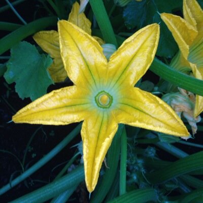 Garden seeds and plants for home gardens. A large selection of vegetable, herb, and flower seeds. Eco-friendly seeds for gardeners. Urban Farmer Seeds