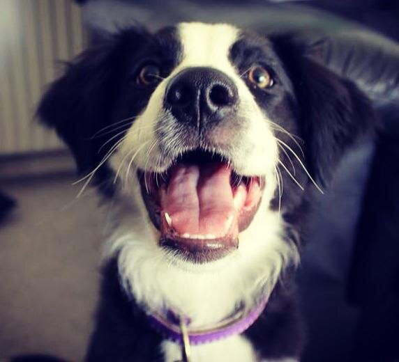 BaileyTheBC's profile picture. border collie puppy