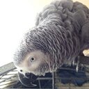 Coco Lee (Parrot) - @cocoleeparrot - Twitter
