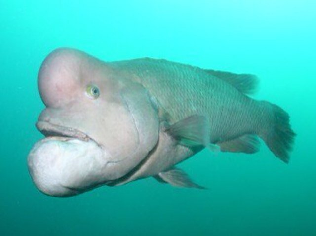 期間限定お試し価格 アゴがしゃくれた魚 置物