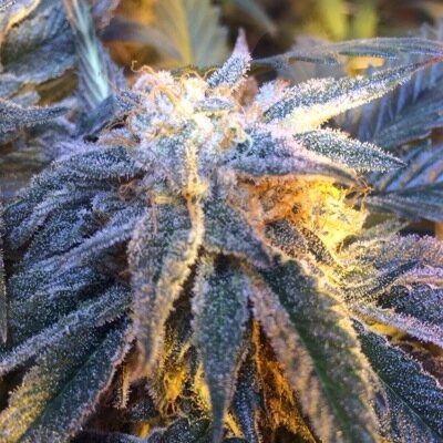 Weed, just smoke it.