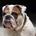The Watchdog (@thewatchdogdbq) Twitter profile photo