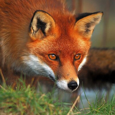 Renard Roux Renardred Twitter Renard Roux Renardred Twitter