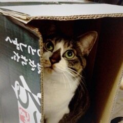咲きヒトさんのプロフィール画像