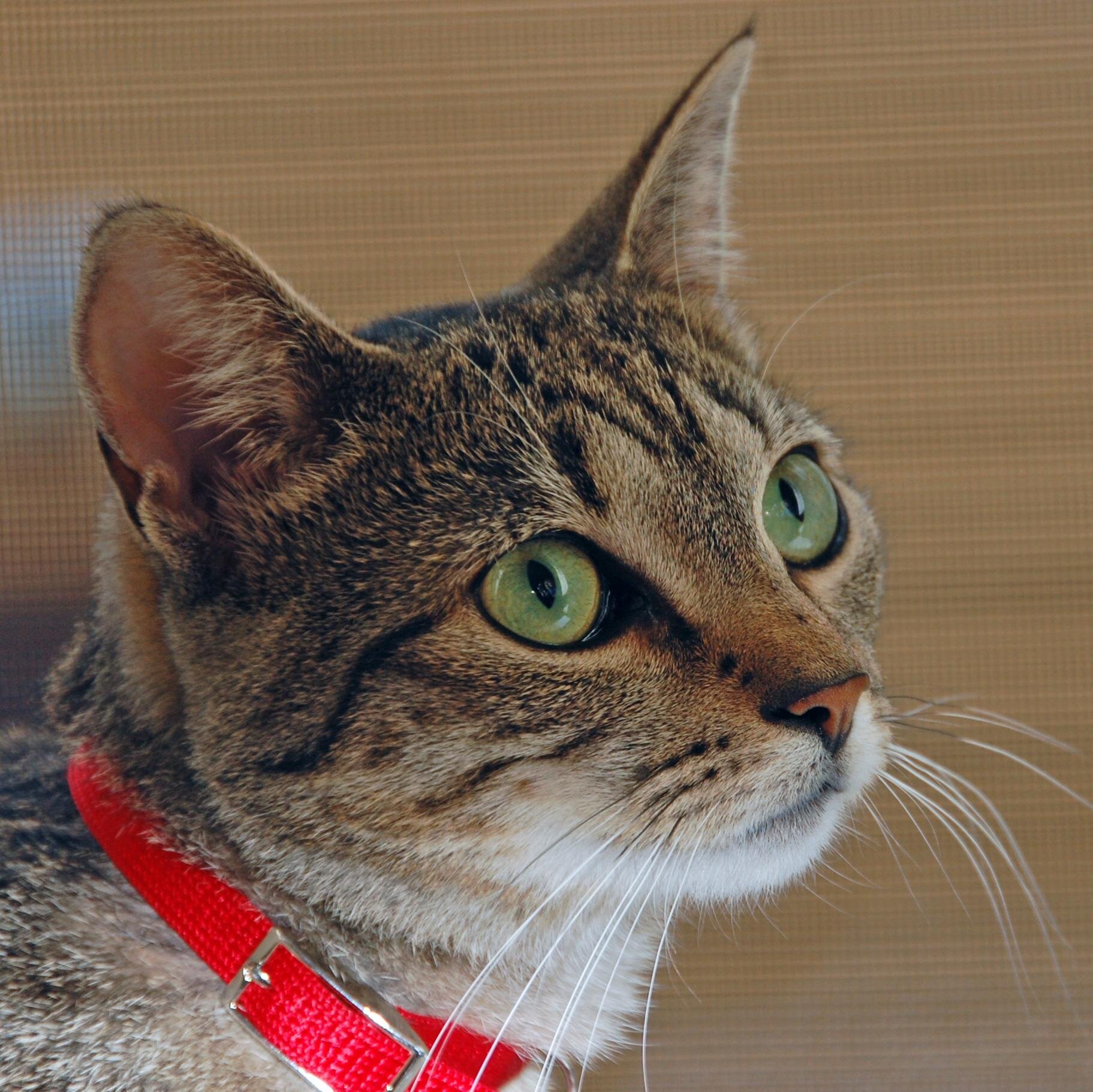 merisjbickford's profile picture. Attorney and CEO of New England's premier horse shelter