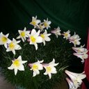 Fran Rowe - @RoweFran - Twitter