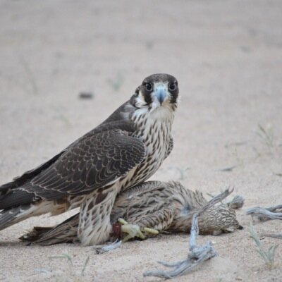 uae__gt's profile picture. 