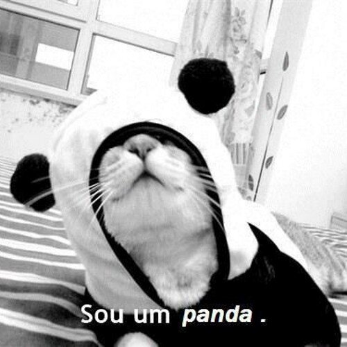 Minha foto de capa é de um para-choque