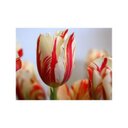 Luz Mattos  - @leomattos111 - Twitter