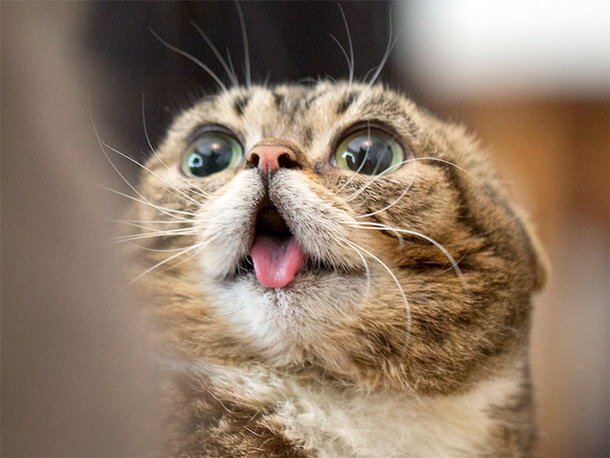 Amazing Cat

Web dev with Drupal, WP, Laravel, vanilla PHP/JS. HTML & CSS lover.

 I meow about code, AI, and life at https://t.co/PyStYKTNwN

Hire me.