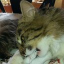 Raul Salomon - @8cf2176398ac446 - Twitter