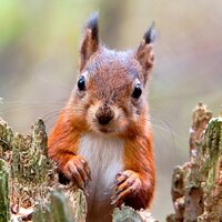 Galloway Forest Park (@gallowayforest) 's Twitter Profile