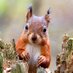 Galloway Forest Park (@gallowayforest) Twitter profile photo