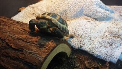 ZZiege's profile picture. 