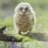 turlough66's profile image