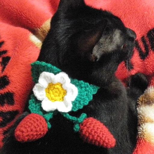 ねこまたYandaさんのプロフィール画像
