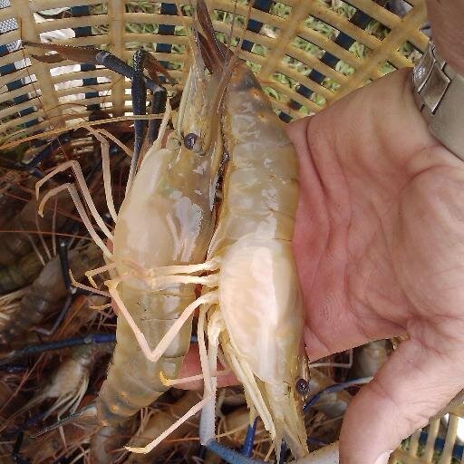 suplipez's profile picture. Is a Food Safety Consultant, HACCP, SCP, and PC Instructor