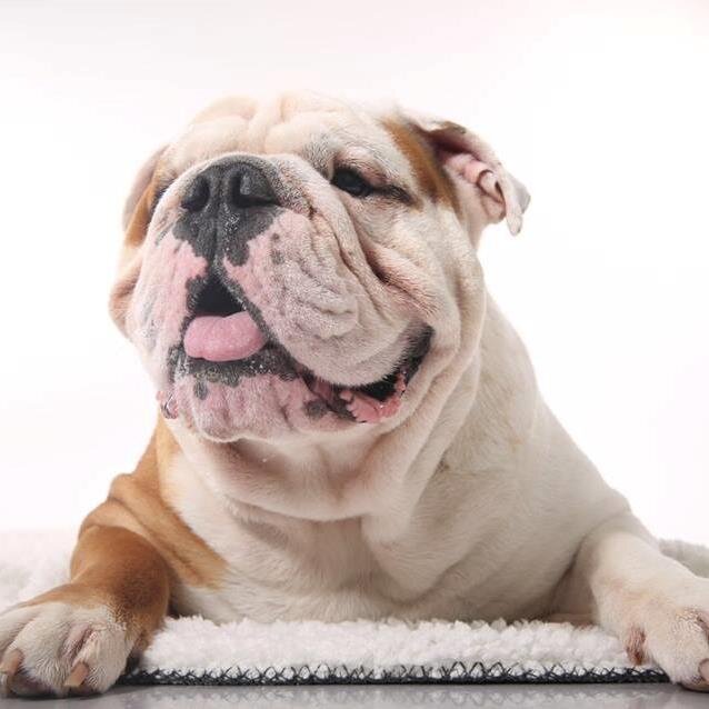 I'm just a Dog, Tweeting to the whole world, asking you to follow me.