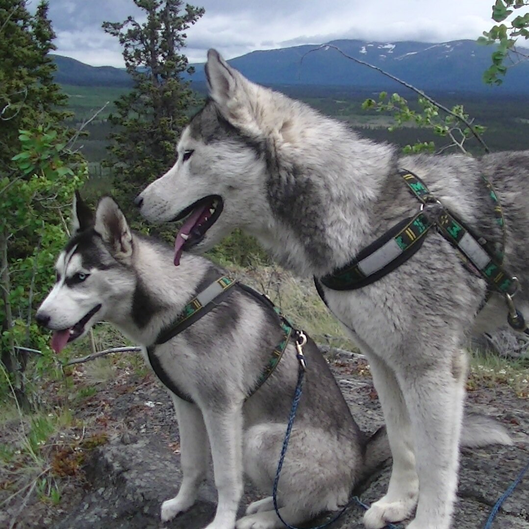 BFF siberian team - amateur team but we love to mush