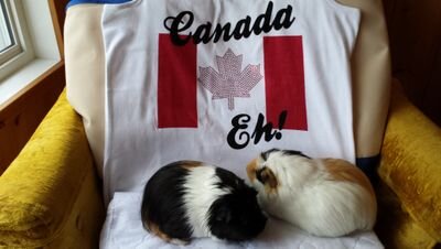 susannejpeter's profile picture. Dogs are my fav but I'm a cavy slave.  I. Am. Canadian.