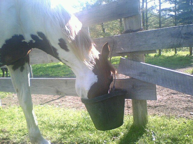 old cowboy