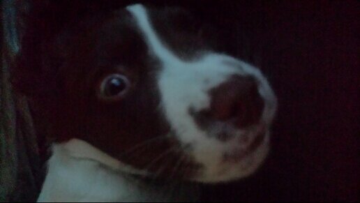 Currently training to be a dog. Love eating furniture, turquoise cushions and small children. Taurus.