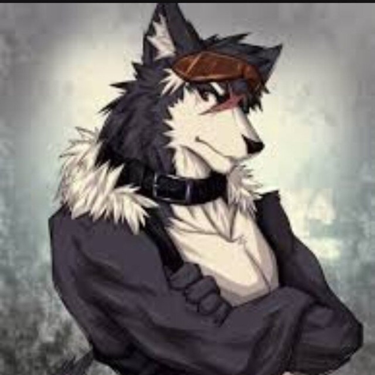 Hey names Shasta im a Male full blood Husky i am the lead Husky i love making friends & having fun pups are Cassandra & Kayla [Single]