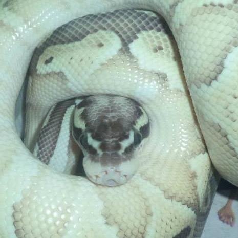 Balltasticpytns's profile picture. Breeder of fine Ball Pythons
