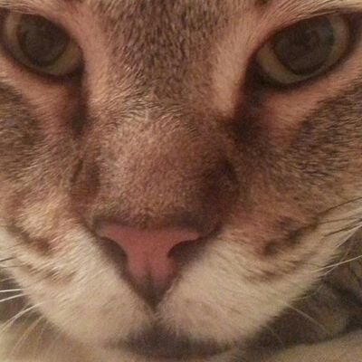 cccappel's profile picture. 