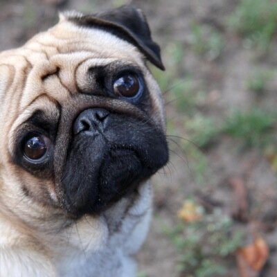 I love pugs.